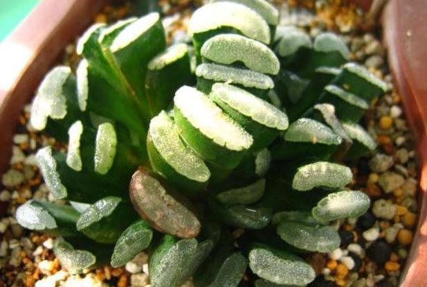 养殖''懒人花''多肉植物，盆栽牢记4点，个个染上漂亮糖果色