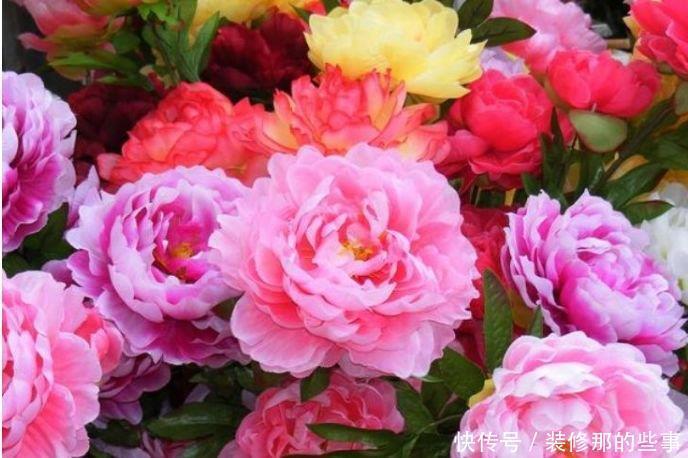 家养此款花卉,开花勤爱爆盆,从年头“香”到年尾