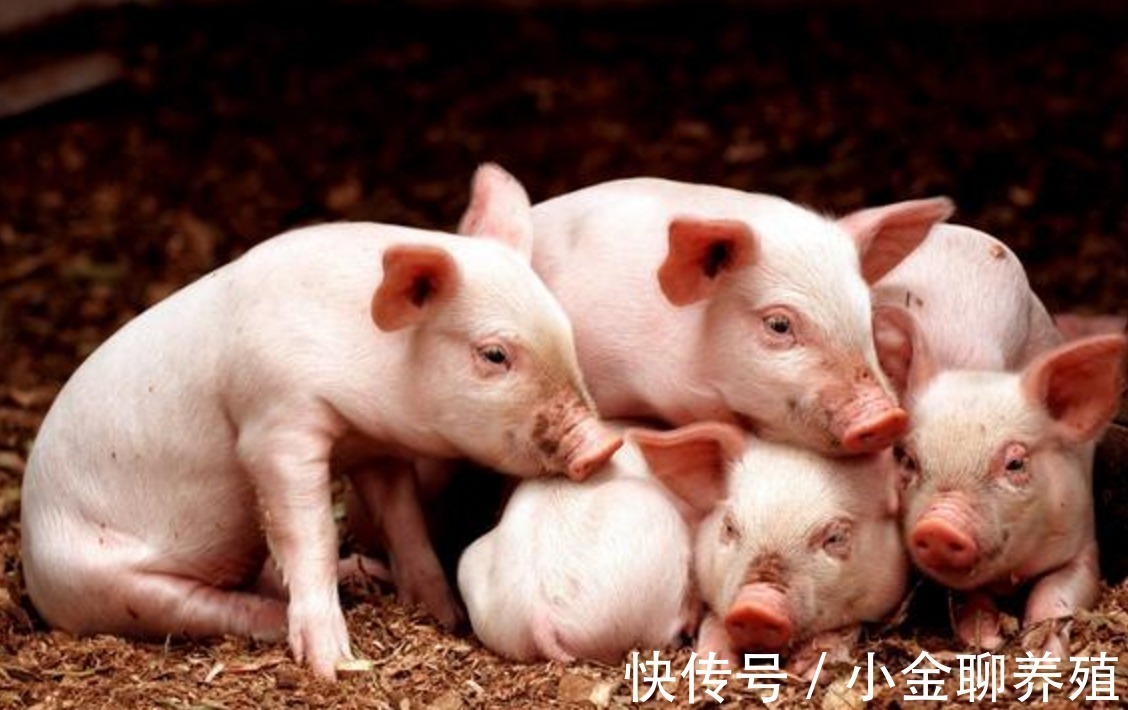 治疗|仔猪营养性腹泻怎么治疗?仔猪营养性腹泻治疗药物,这样效果很好