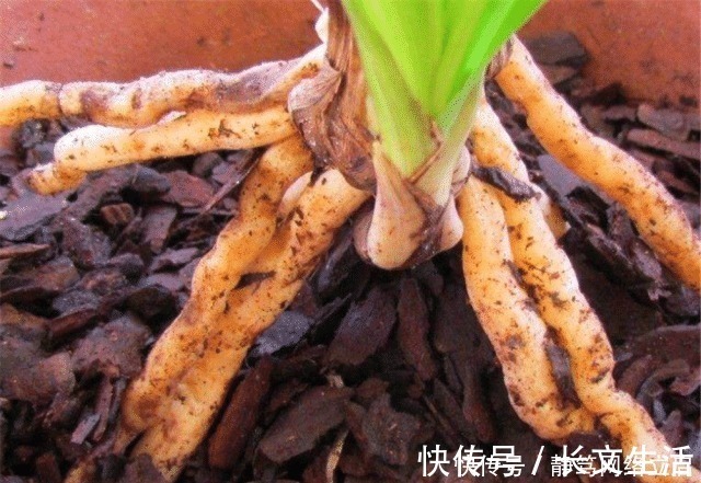 柳树皮|老大爷养君子兰，用上3种“黑炭块”，齐刷刷冒白根，年年开花旺