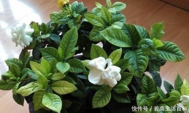 肠溶片|黄豆水养花太臭，用这种药片养花，肥效足，根壮叶绿，养啥都旺