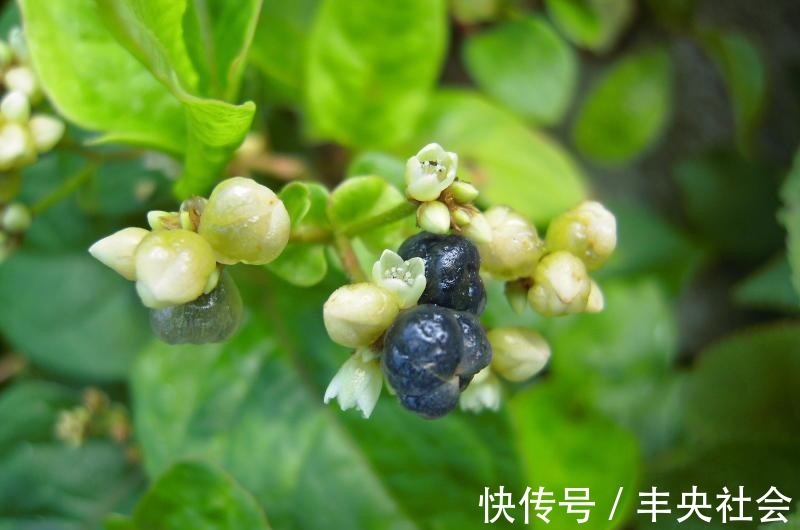 感冒咳嗽|感冒咳嗽老不好,不要不停吃药,不妨试试此野草,化痰止咳润肺