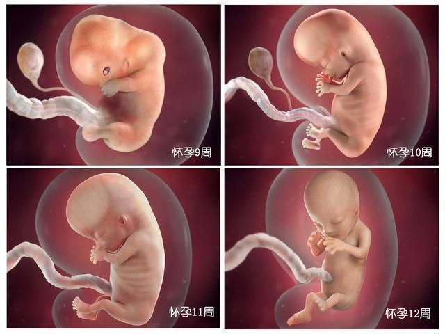 宝宝|胎儿40周变身记:从0.5厘米受精卵到50厘米宝宝,过程神奇