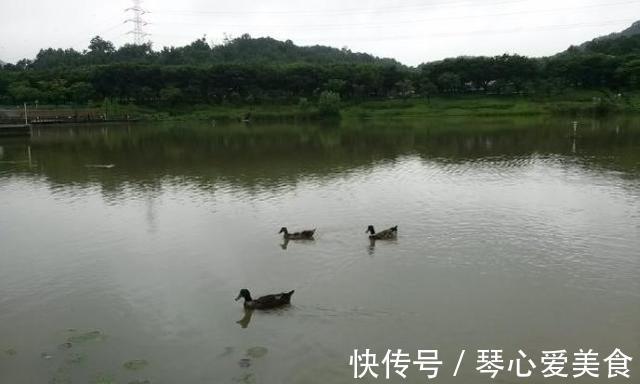 体型|6斤！鸭子塘里的罗非鱼体型惊人，因常年吃鸭粪？