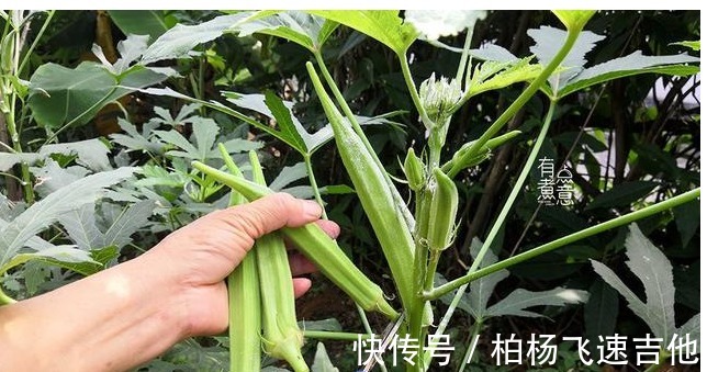 开胃|夏季要多吃的果实，富含叶酸，一煮一拌，爽口解腻又开胃，身体棒！