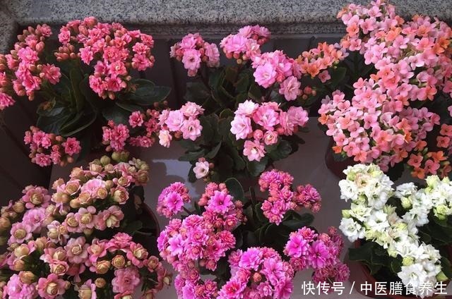 她对长寿花“痴迷”,2个阳台、6个窗台都摆满了,过年开成花海!
