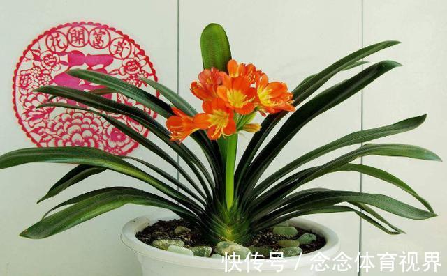 浇水|如何呵护刚买回家的花草盆栽？摸透这几点，养一盆活一盆