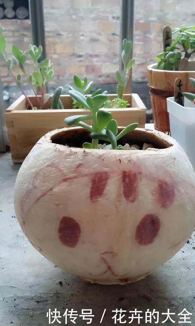  自制|在家用这4种东西自制花盆，简单方便还好看！透气性高养花好