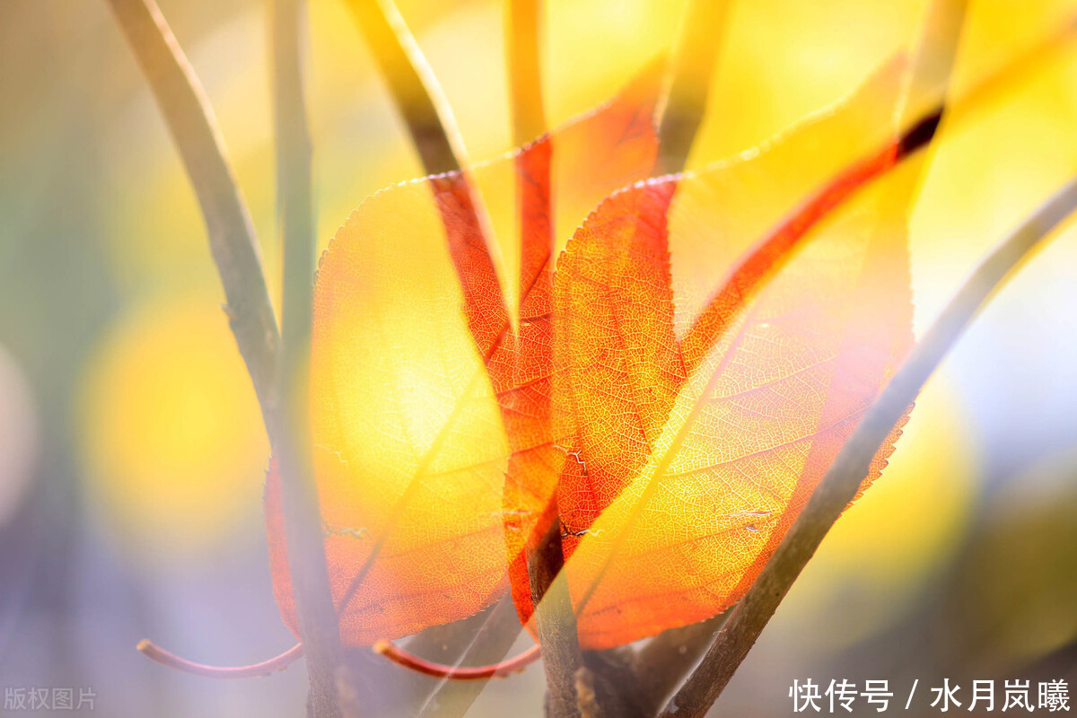 聆听|散文:聆听秋韵,听风吹过指尖流年,听季节的韵脚漫过岁月