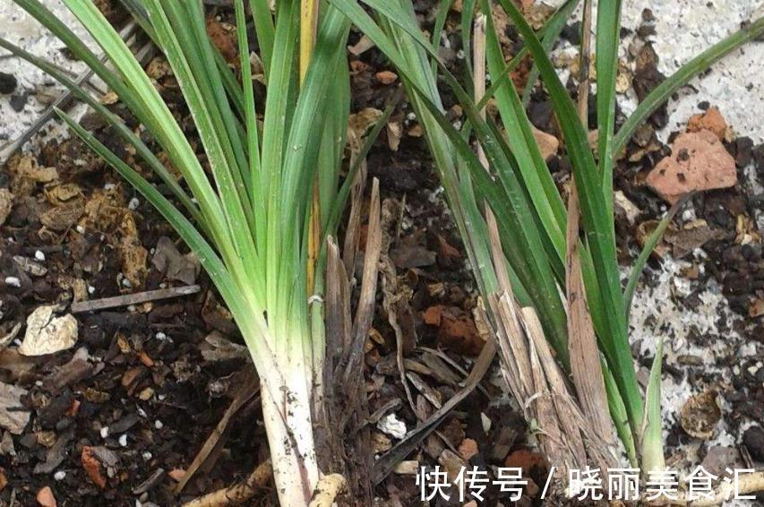 你家的兰花出问题了,其实问题在这里