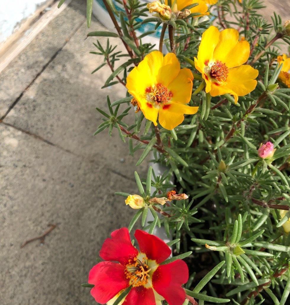 浇水|夏天养太阳花，记住3招，花苞更多，花朵更大花色更艳