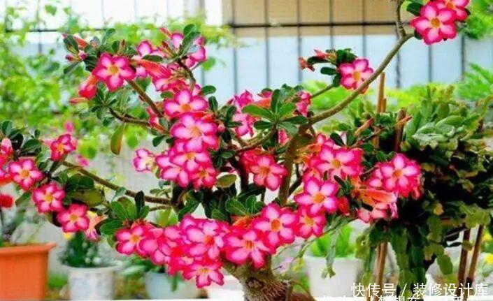 4种花适合在“冬天”扦插,不黑腐好成活,2月就能开满花