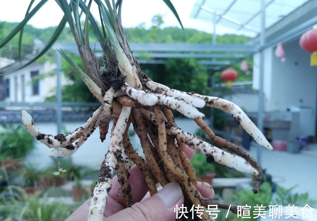 用花生种植兰花?很多人第一步就错了,正确的技巧是这样的