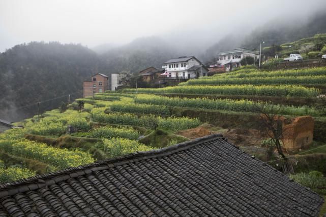 赏油菜花不用去婺源，浙江小城不用门票，更有江南小布达拉宫