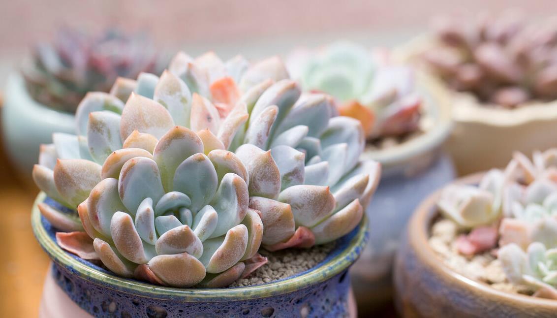 冬天养多肉,记住七句口诀,能把“瘦肉”养成“肥肉”