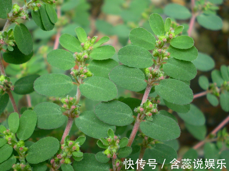 地头|农村地头有一种野草,可是女人的福音,常吃对身体有很多好处!