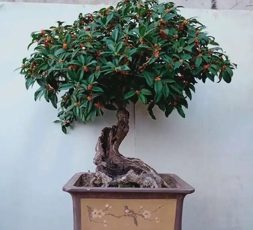 桂花|桂花新玩法,养成老桩盆景,造型更好看,价值也翻倍