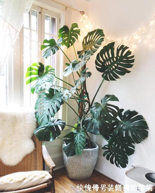 适合家里养的“健康花”，干净健康，还吉祥，格调高雅有品味