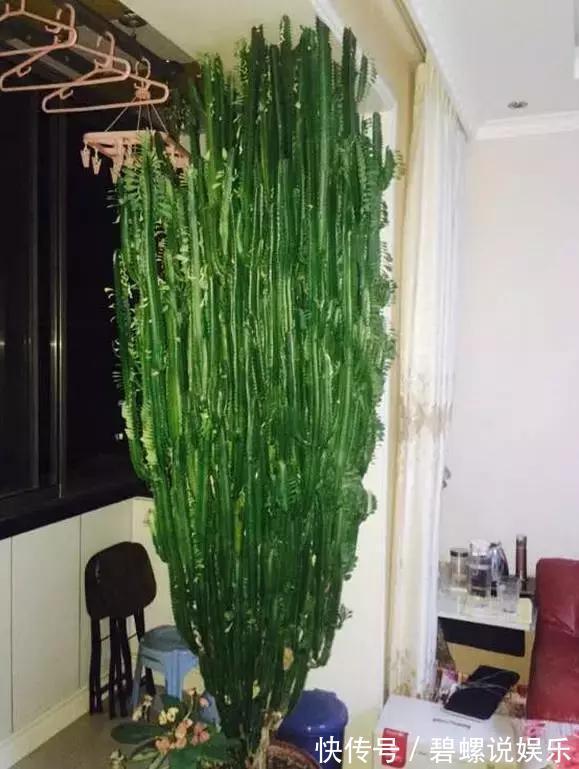 花花|20年的兰花,100年的仙人掌长什么样开眼了!