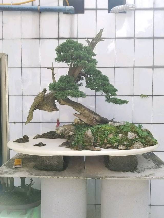 舍利|到园艺师家里做客,欣赏到了很多精品盆景,一起来感受盆景的魅力