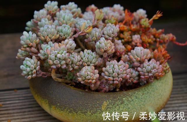 提醒肉友:换盆土,你弄清楚什么时候动手合适,如何操作了吗?