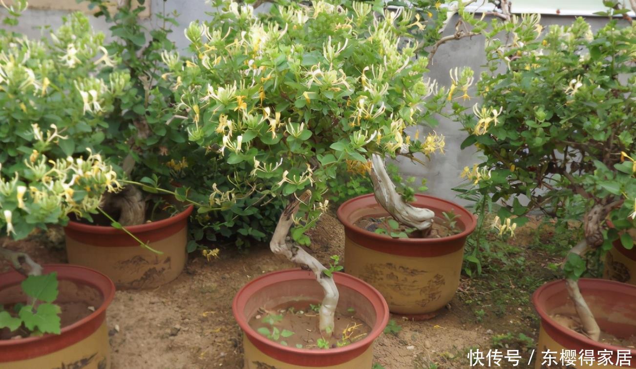 阳台养花，到了春天选什么盆栽好？牡丹、金银花、长寿花