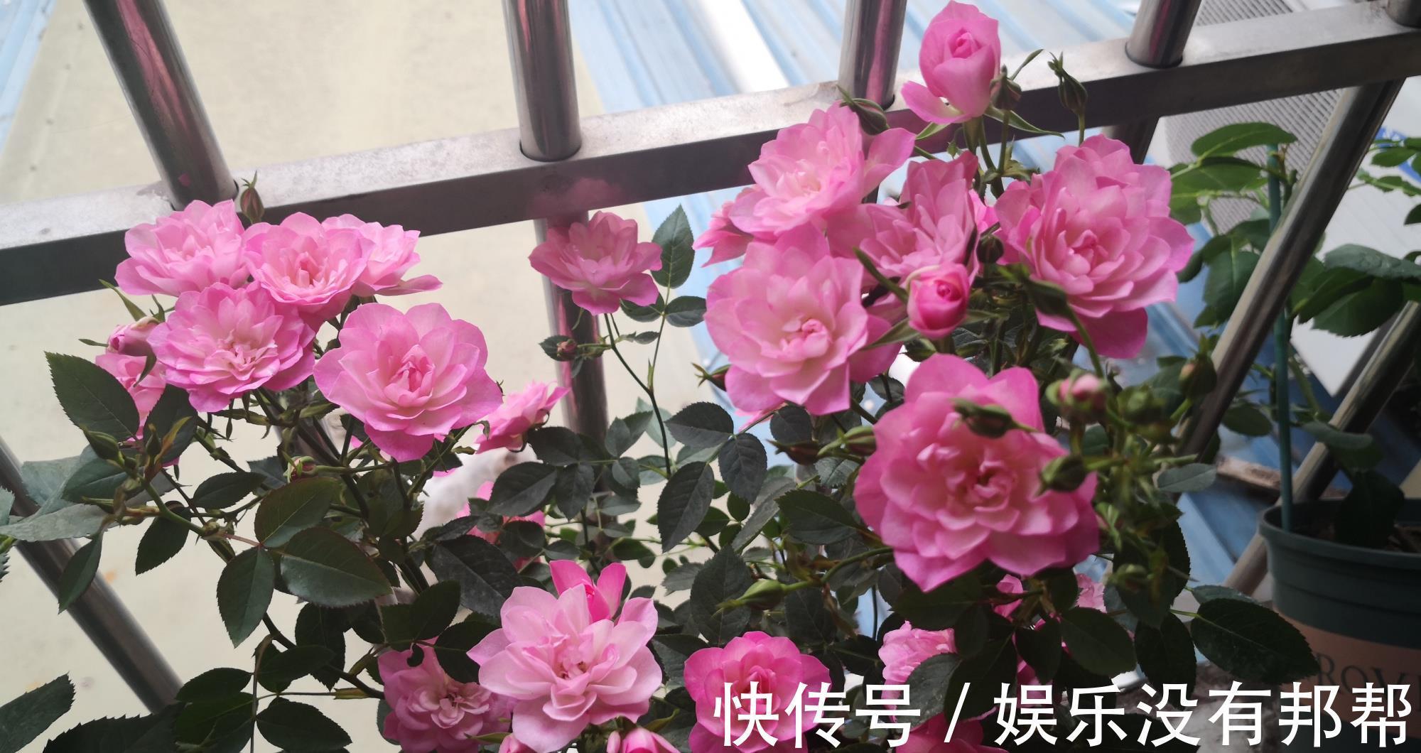 种植|阳台党爱养的微月，颜值高、花期长，种植容易，新手也能养