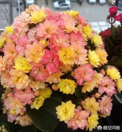 快两个月了，长寿花的花苞还是打不开到底是怎么回事儿？