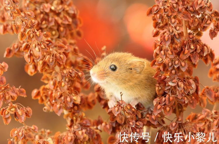 属鼠|属鼠人跟啥生肖有缘有份,能做真爱夫妻?婚后家庭安康,旺夫十足