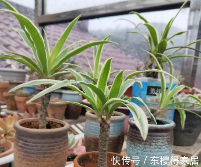 一剪|8月给吊兰剪一剪,快速养成精致大老桩,谁见了都夸美