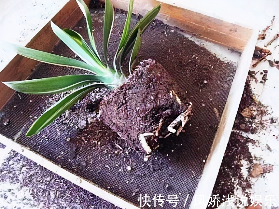 烂根|秋天养君子兰,“死记硬背”四大原则,冬天大爆花,花箭拔得多