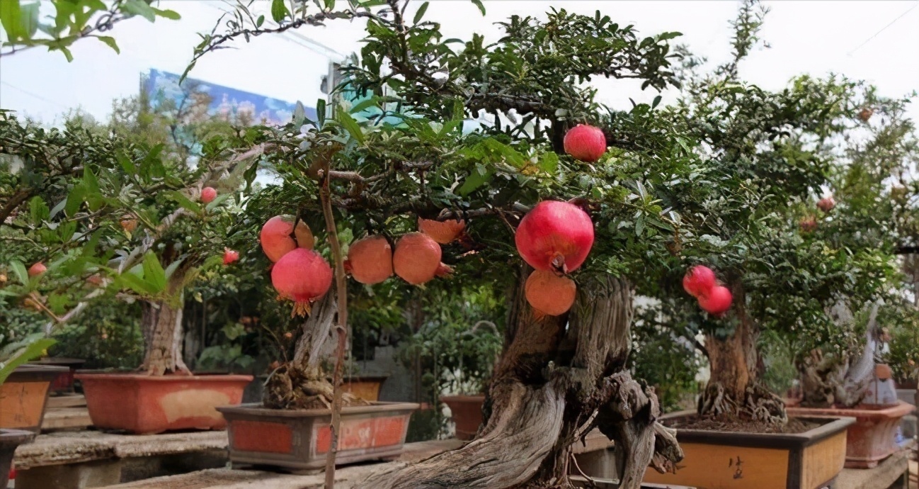 菊花|5种“吉祥花”，古代人也喜欢养，寓意好又富贵，日子越过越舒心