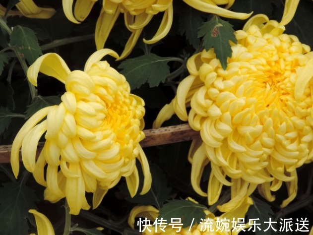 牡丹|喜欢养菊,不如养盆“菊中珍品”金牡丹,花似牡丹,金光灿灿,美