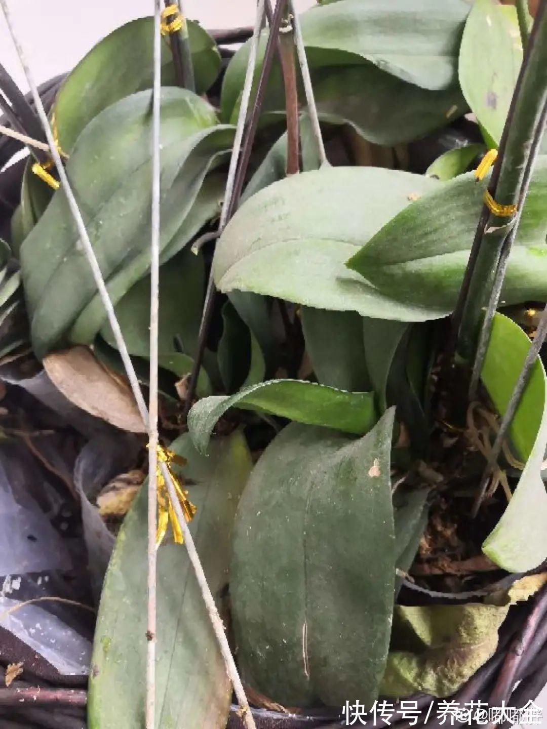 养花大棚倒闭,“贵货花”路边扔了一地,后悔没带个大麻袋