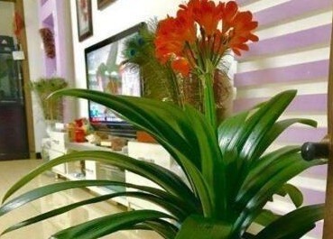 2种小东西，盆里加一点，君子兰叶肥如网，1年2次花，新芽冒不停