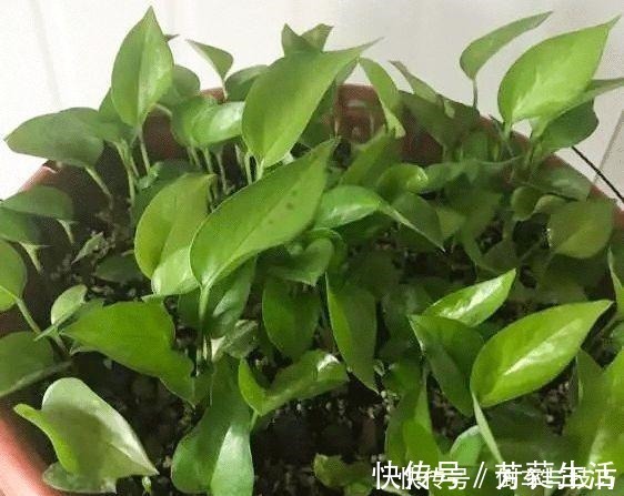 技巧|绿萝到底怎么浇水2个浇水技巧,学会浇水就能把绿萝养爆盆!