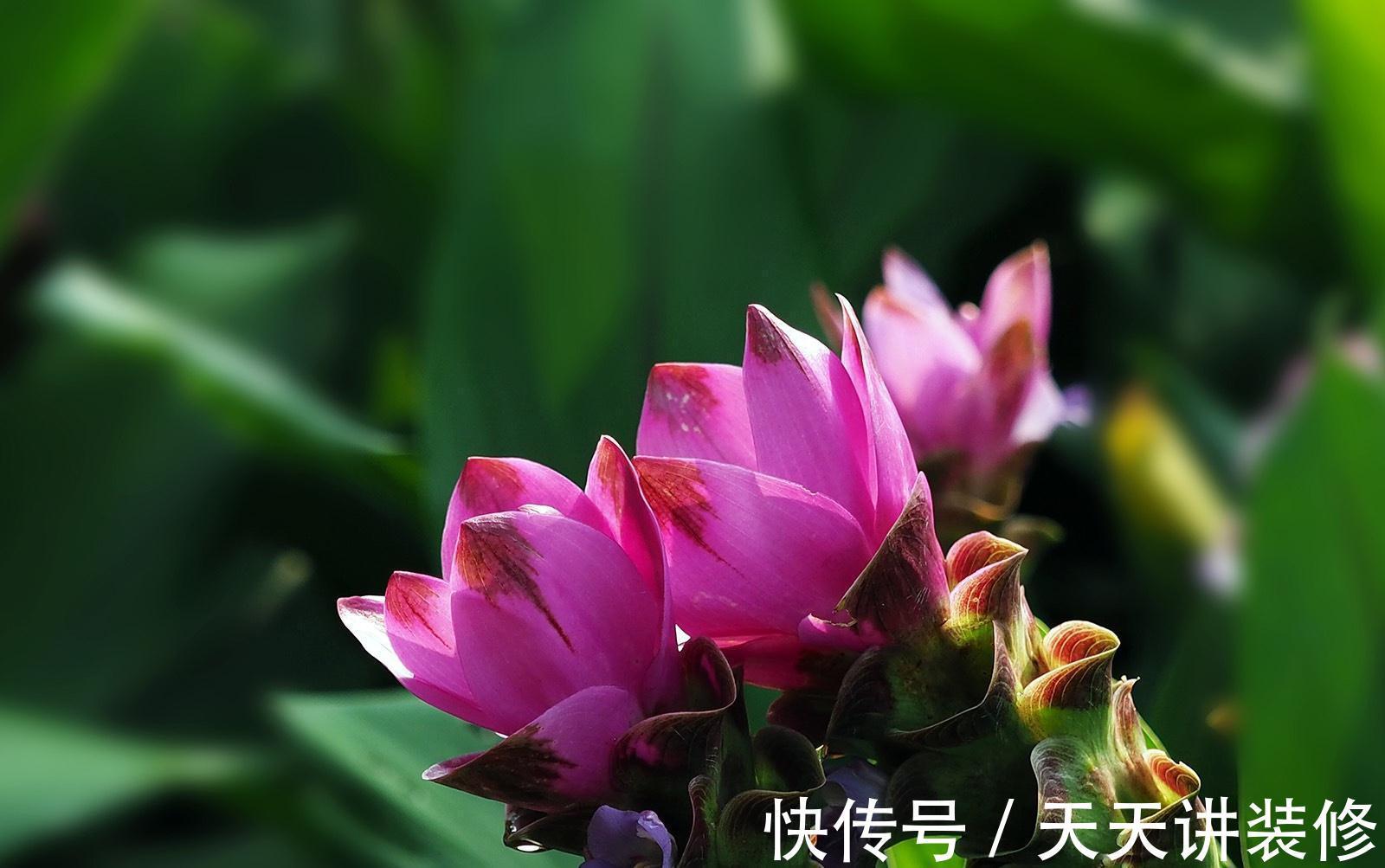 姜荷花|姜荷花这样养护，花朵又大又艳丽，单朵开足60天，年年都复花