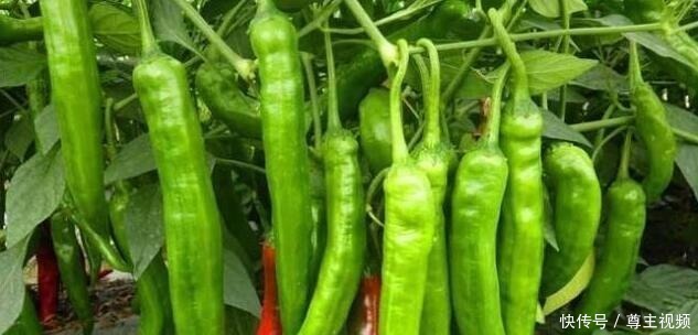 空油桶直接扔太可惜,用来种辣椒,1棵辣椒结10斤,简单又好用!