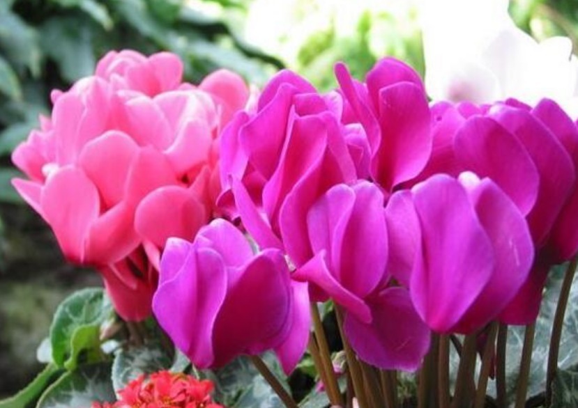 4种花是开花机器，不用操啥心，花色繁多易爆盆，娇艳欲滴