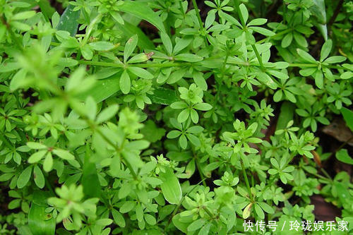 热淋|1种野草,价值珍贵,路边到处是,却少有人认识,可惜了