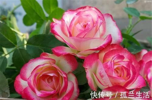 阳台上|最厉害的养花营养液：给月季花喝一勺，猛窜笋芽，花开满枝