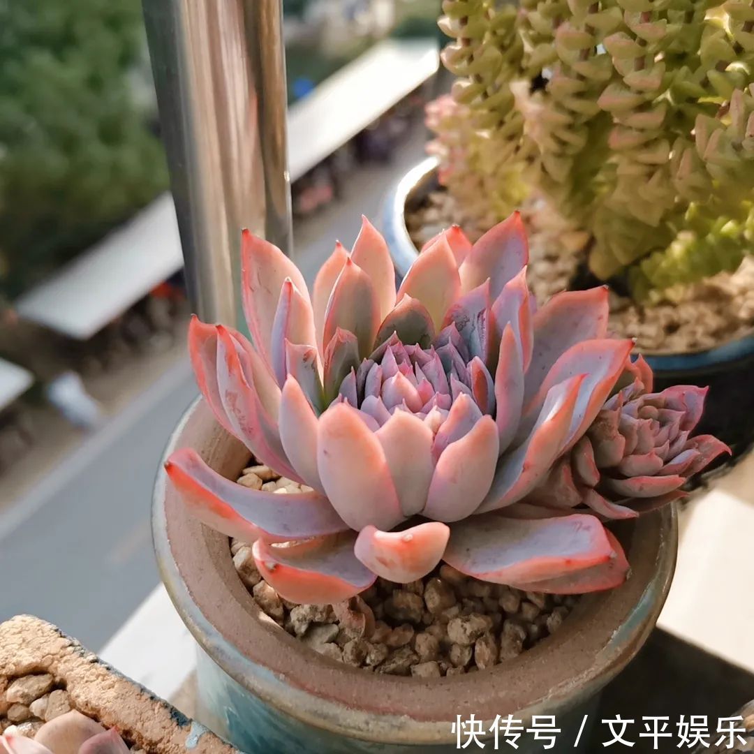 一组逆袭成功的多肉给它时间，它就会给你好看！