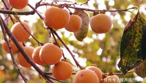 甜脆|金秋十月,罗田甜柿,甜脆可口,你吃过吗