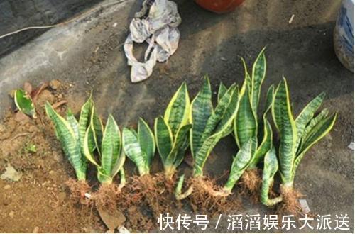 黄豆|养虎皮兰时,盆里加2种东西,30天钻出钢芽,侧芽嗖嗖