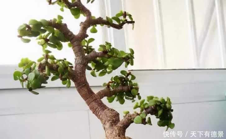 盆栽|养好金枝玉叶简单，注意3点，盆栽有状态、更漂亮，易成老桩