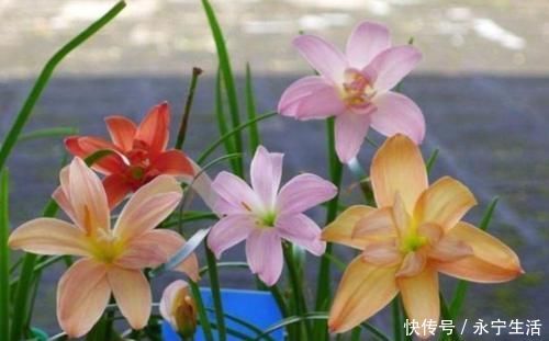 赏花|3种花是“大美女”,开花勤爱爆盆,美不胜收,一年四季都赏花