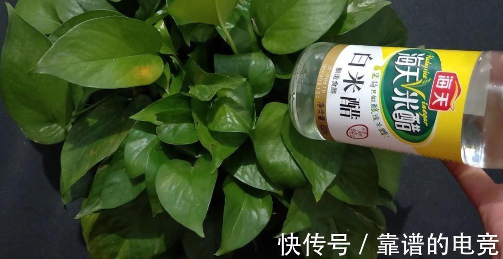 养花盆里加几滴“小东西”，茉莉、茶花不黄叶，30天一次简单有效