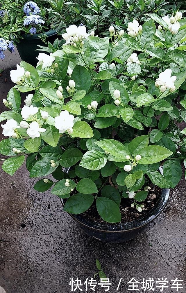 茉莉花有四个“喜好”,了解掌握,花开满枝香满园!