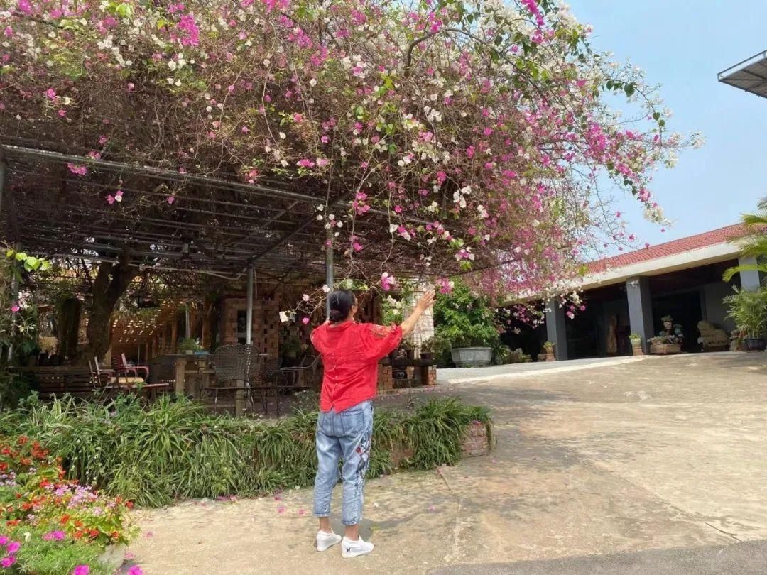 南宁的这棵三角梅成了“网红”，开出三种颜色的花