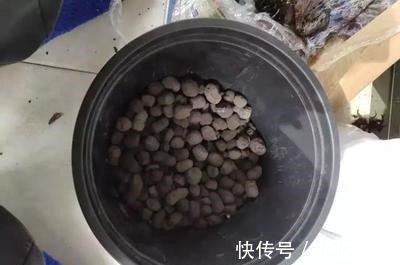 施肥|养花“养根”很重要,5个小妙招,白根粗壮,半年撑爆盆!